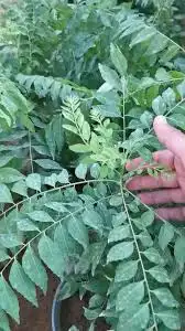 شتله الكاري 0