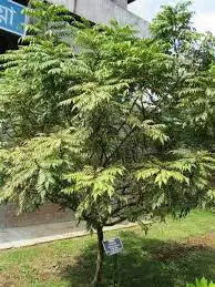 شتله الكاري 2