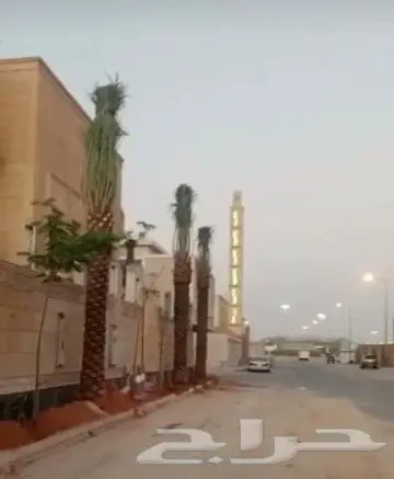 نخيل عربي واشنطني للبيع توصيل وزراعه 4