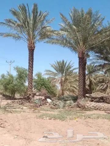 نخيل عربي واشنطني للبيع توصيل وزراعه 6