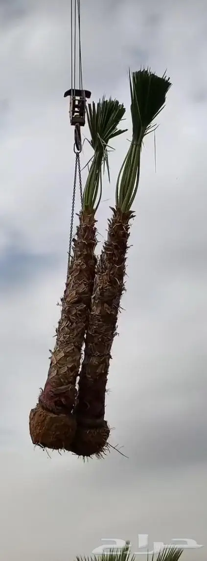 نخل واشنطن زي 53