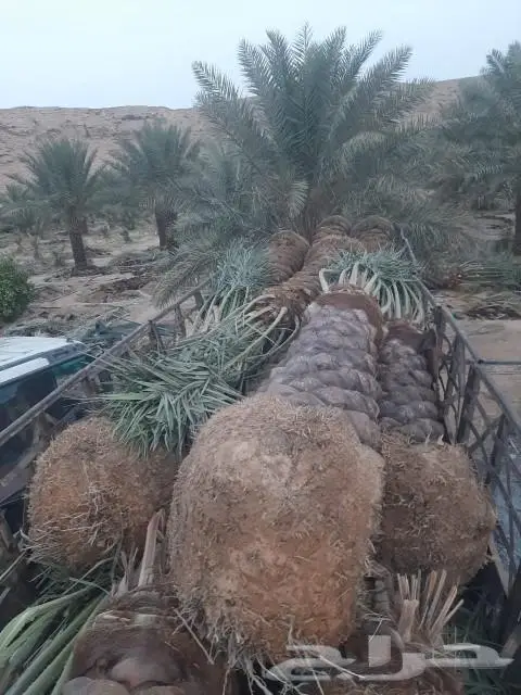 نخيل عربي واشنطني للبيع توصيل وزراعه 7