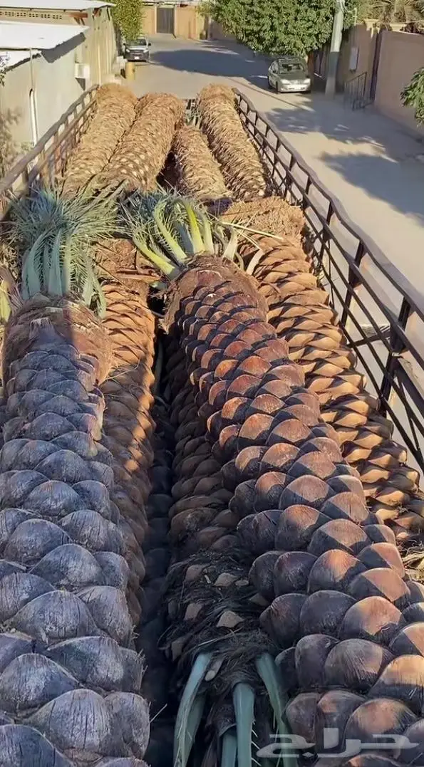 نخل واشنطن زي 52