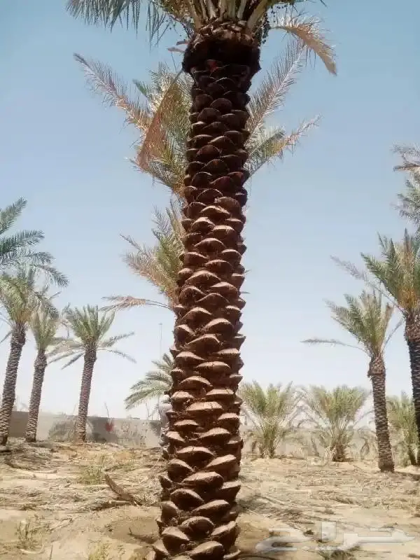 نخيل عربي واشنطني للبيع توصيل وزراعه 0