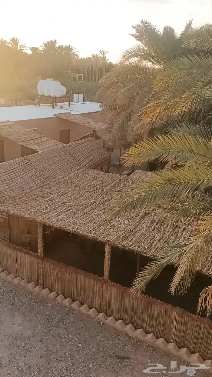 مظلات وسواتر سعف النخيل 33