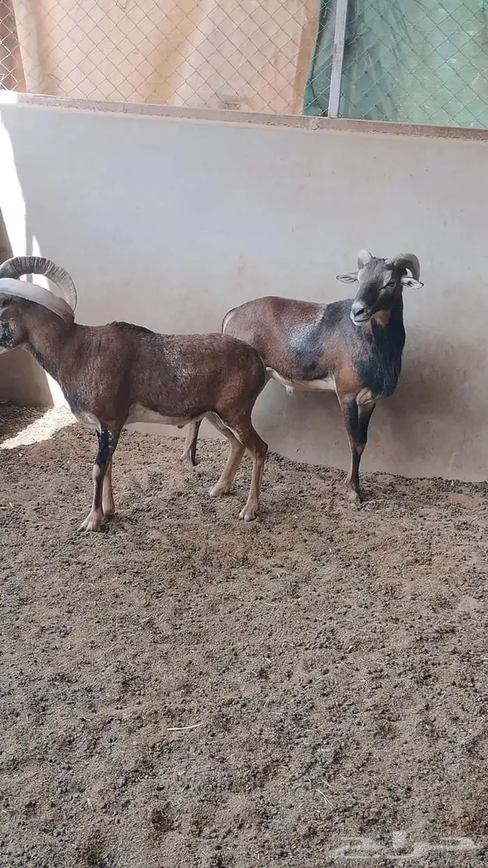 تيس منتج مرفق صورة إنتاجة 0