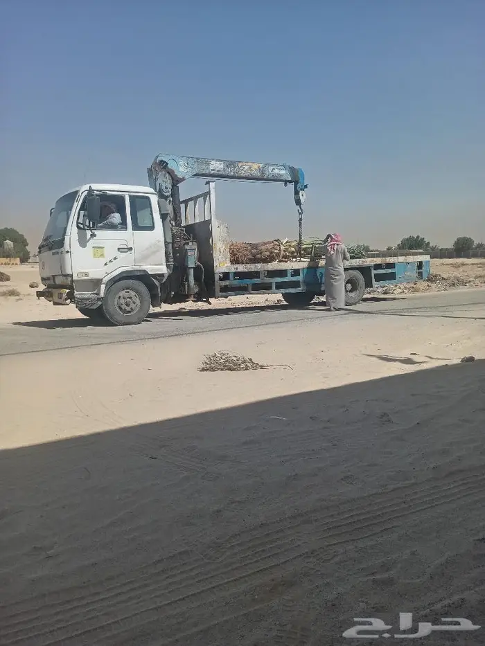 نخيل عربي واشنطني للبيع توصيل وزراعه 2