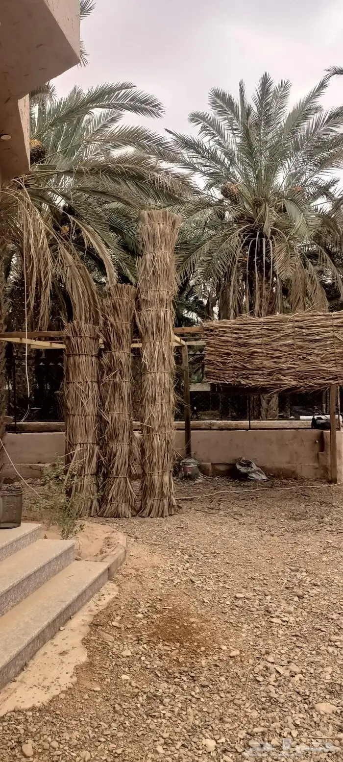 مظلات وسواتر سعف النخيل 45