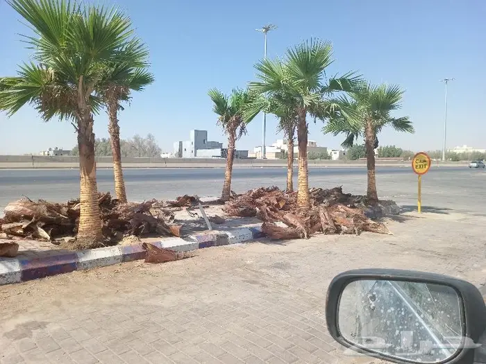 نخيل عربي واشنطني للبيع توصيل وزراعه 3