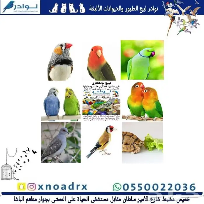 طيور سمك سلاحف ارانب هامستر قطط محل نوادر 24