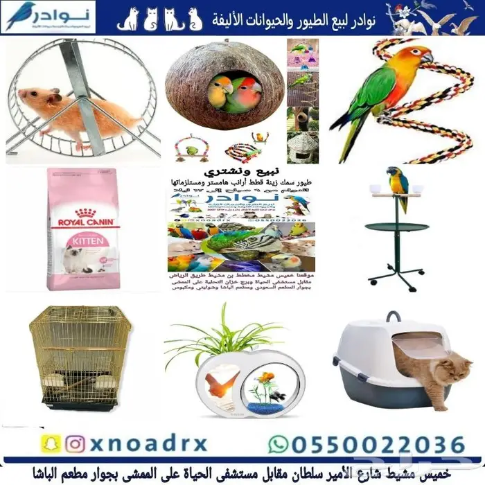 طيور سمك سلاحف ارانب هامستر قطط محل نوادر 28