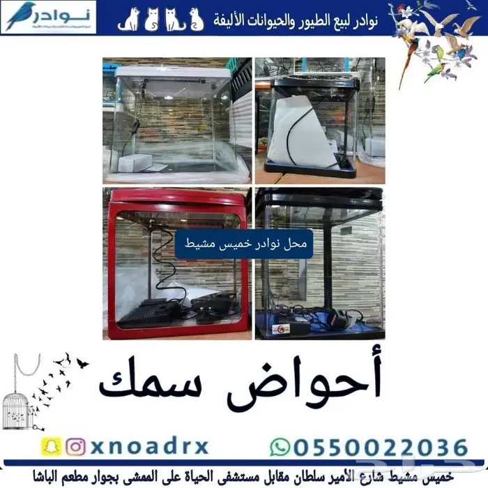 طيور سمك سلاحف ارانب هامستر قطط محل نوادر 32