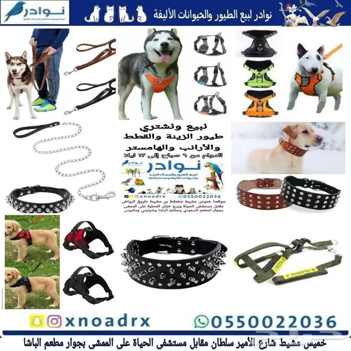 طيور سمك سلاحف ارانب هامستر قطط محل نوادر 34