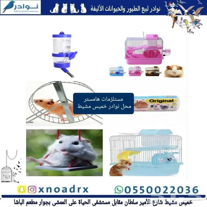 طيور سمك سلاحف ارانب هامستر قطط محل نوادر 43