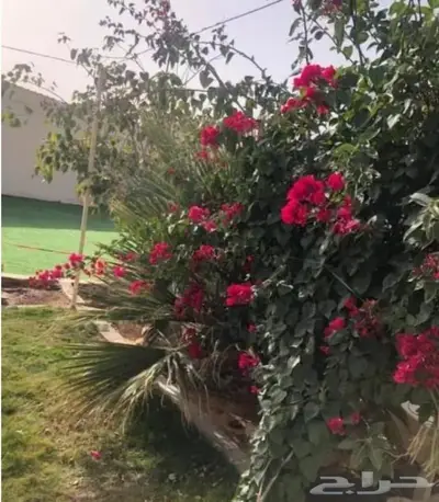 استراحة ايفاء للايجار شرق المزاحمية يومي شهري 15