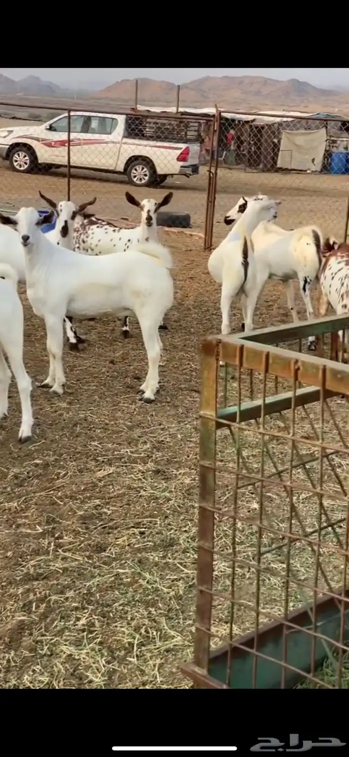 تيوس ذبايح 0