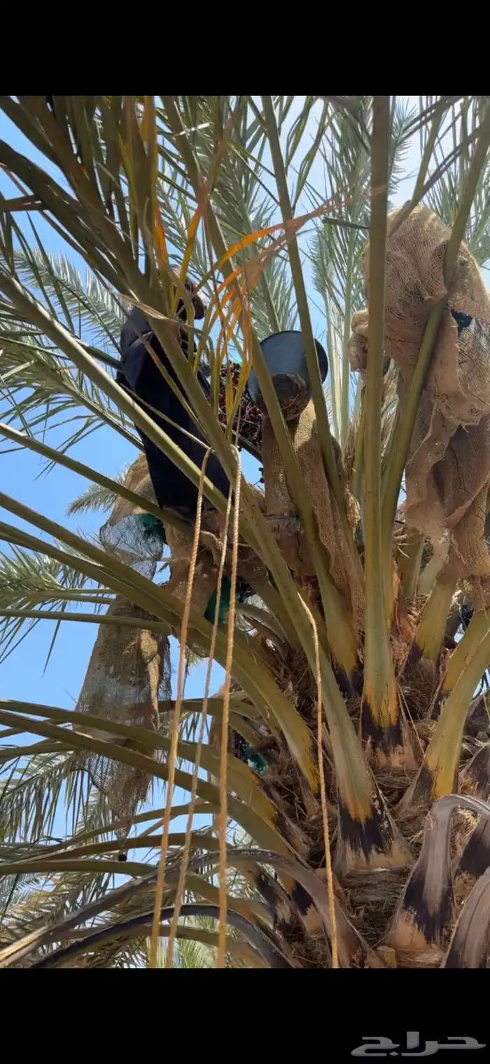 عجوة المدينة انتاج جديد 2