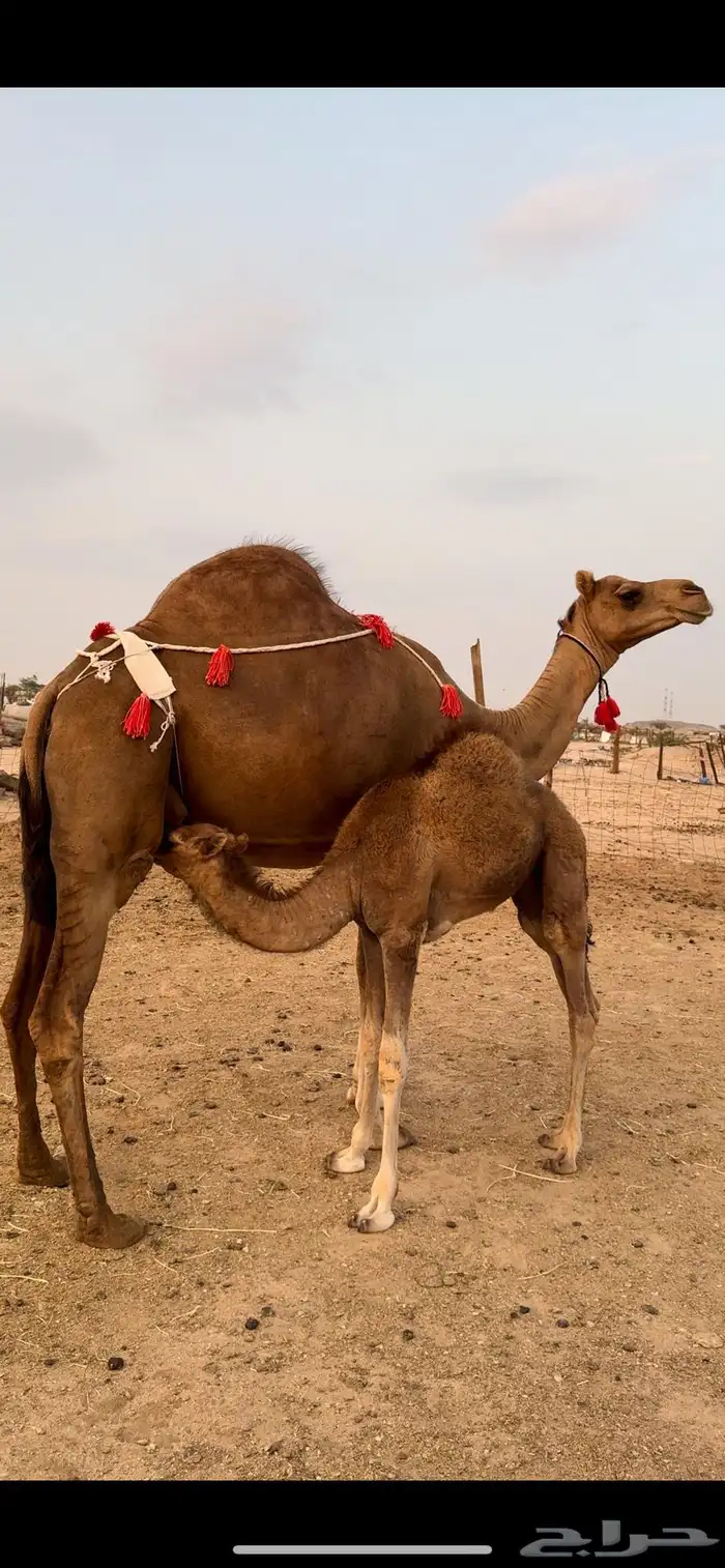خلفه حمرا باخرة كفو حلابه(تم البيع) 1