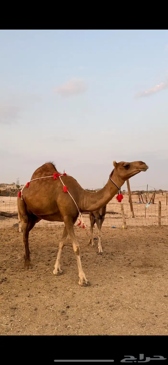 خلفه حمرا باخرة كفو حلابه(تم البيع) 0