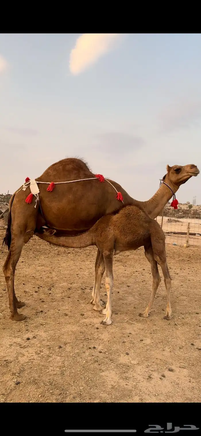 خلفه حمرا باخرة كفو حلابه(تم البيع) 6