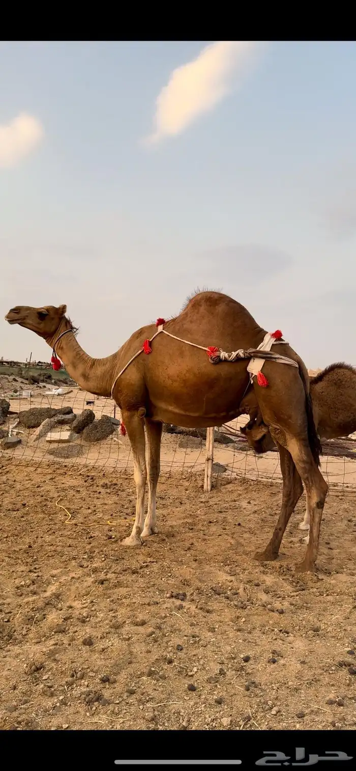 خلفه حمرا باخرة كفو حلابه(تم البيع) 4