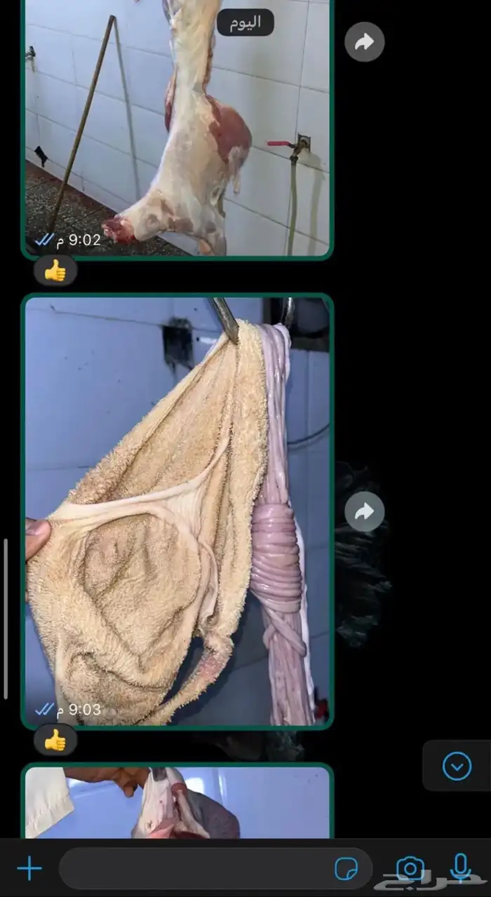 طليان سواكن وحريات وتيوس محايليه ذبايح 10