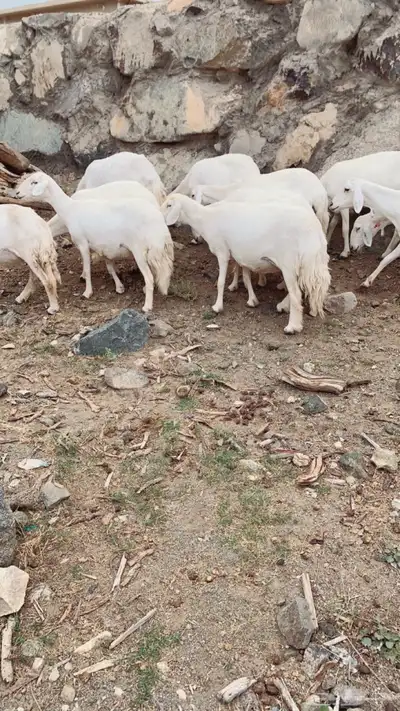 غنم ضان صنف الصنف 6