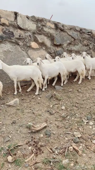 غنم ضان صنف الصنف 3