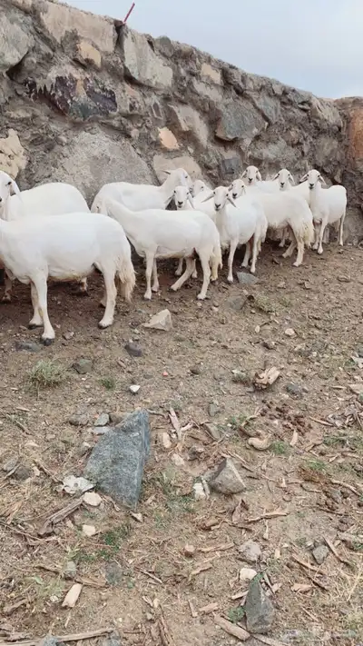 غنم ضان صنف الصنف 4