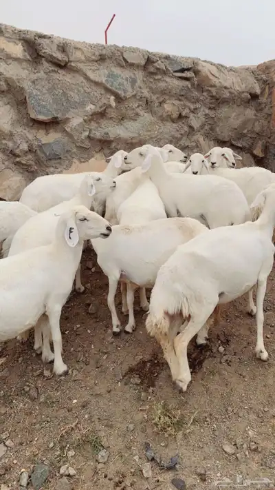 غنم ضان صنف الصنف 1