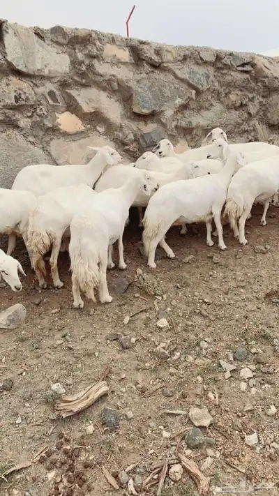 غنم ضان صنف الصنف 5
