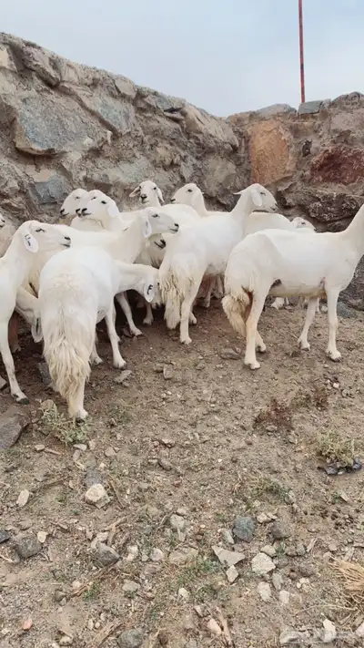 غنم ضان صنف الصنف 8