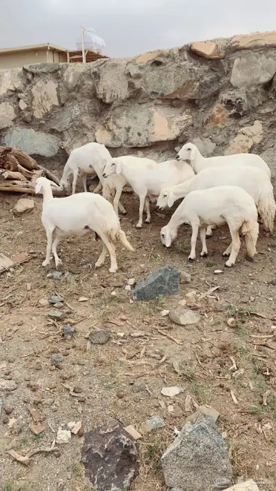 غنم ضان صنف الصنف 0