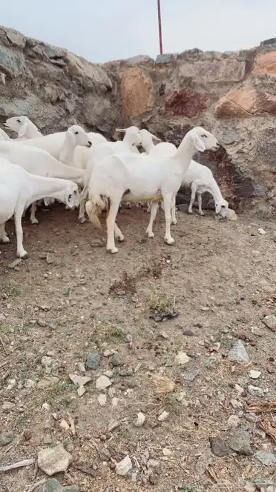 غنم ضان صنف الصنف 7