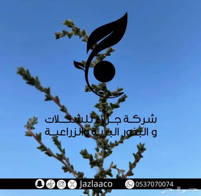 شتلات برية روثه 1