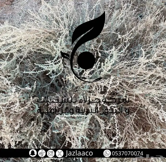 شتلات برية روثه 0