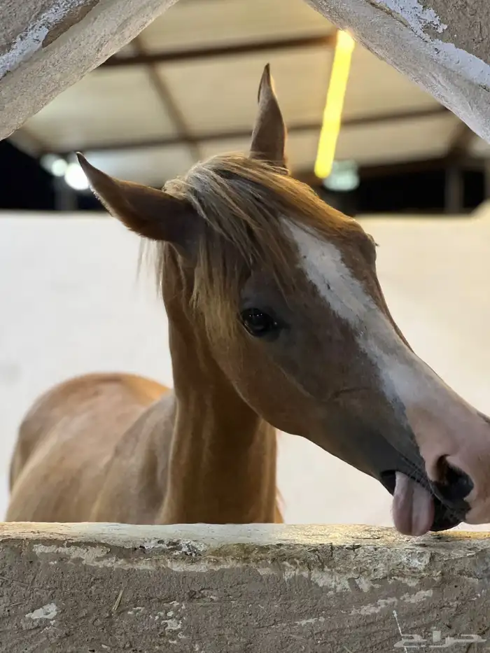 ايواء خيل غرف نشاره 1