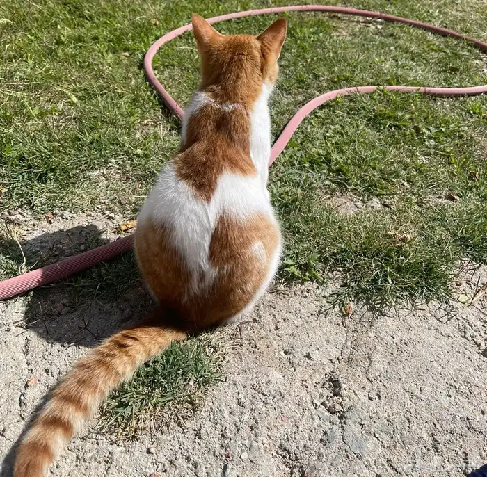 قطين مفقودين بالشفاء(طريق وادى خماس) من يجدهم له مكافاءه 2