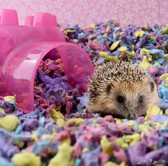 متجر Modi Birds مودي للحيوانات الاليفة 10