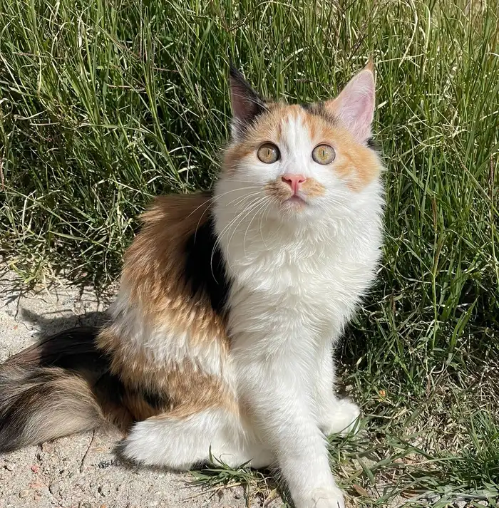 قطين مفقودين بالشفاء(طريق وادى خماس) من يجدهم له مكافاءه 1