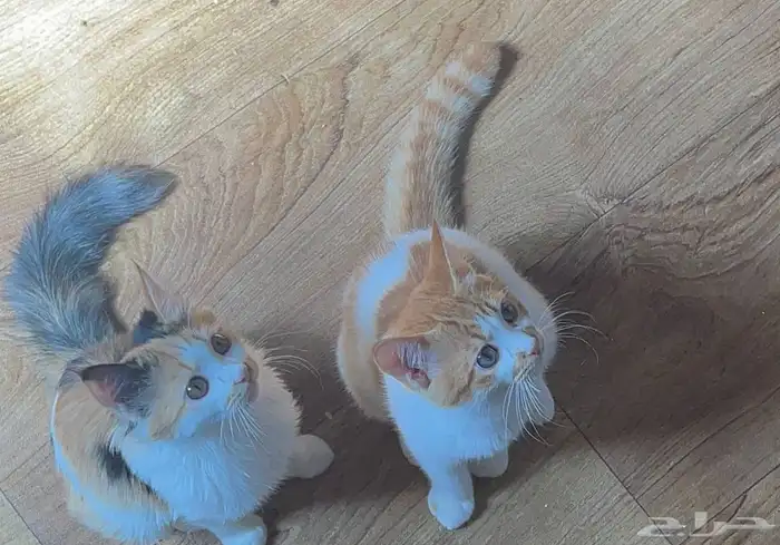 قطين مفقودين بالشفاء(طريق وادى خماس) من يجدهم له مكافاءه 3