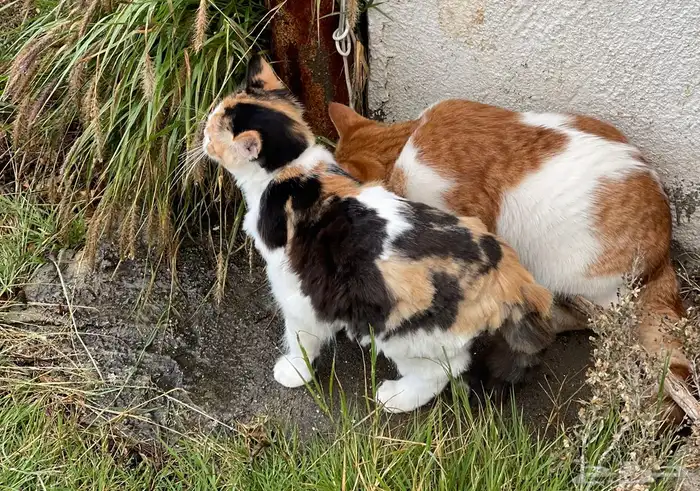 قطين مفقودين بالشفاء(طريق وادى خماس) من يجدهم له مكافاءه 0