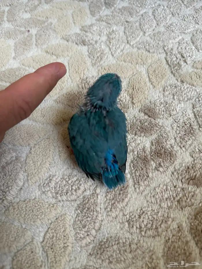 ميني روز بارتوليت 1