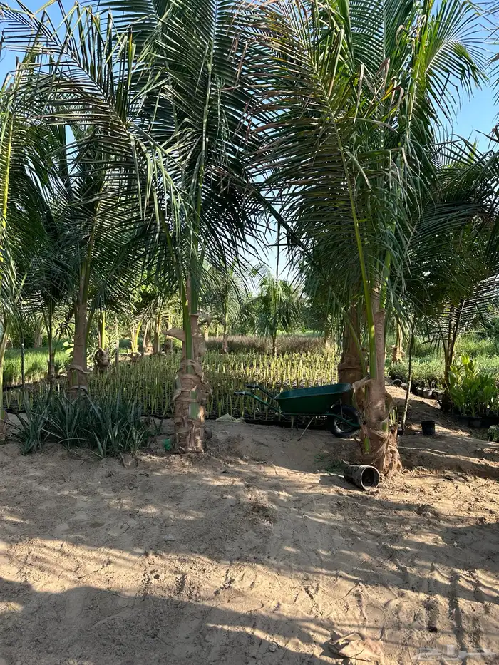 نارجيل كوكونت نخيل نارجيل جوز الهند نخيل Coconut palm 4