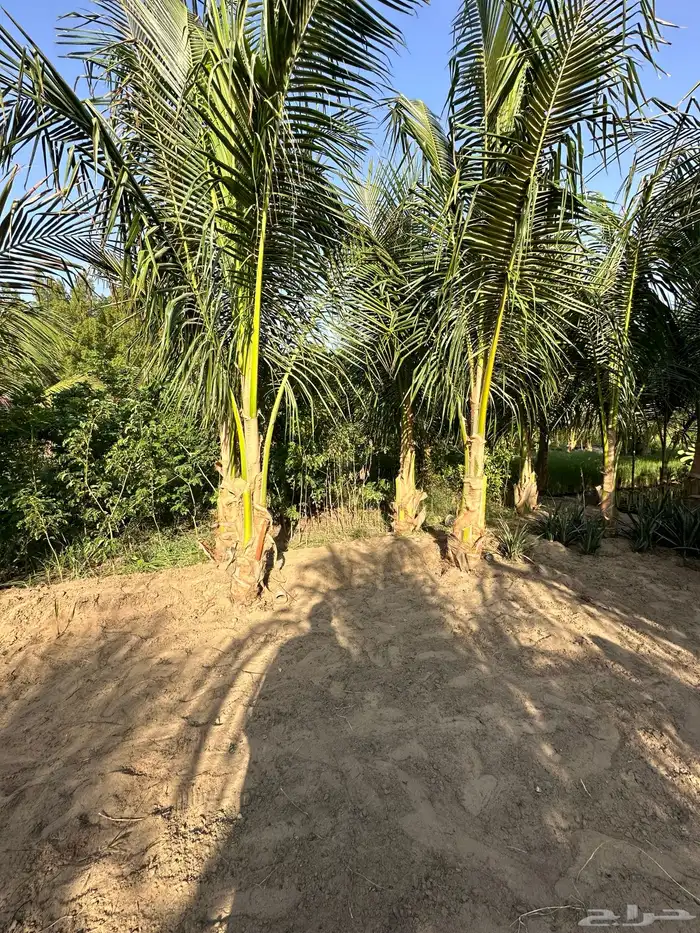 نارجيل كوكونت نخيل نارجيل جوز الهند نخيل Coconut palm 5