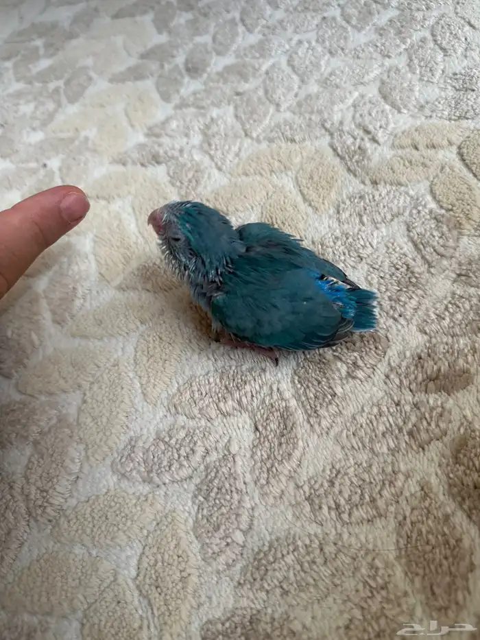 ميني روز بارتوليت 0