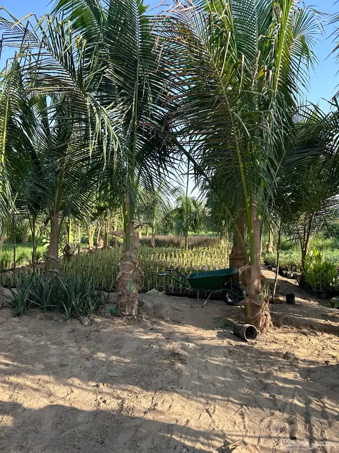 نارجيل كوكونت نخيل نارجيل جوز الهند نخيل Coconut palm 3