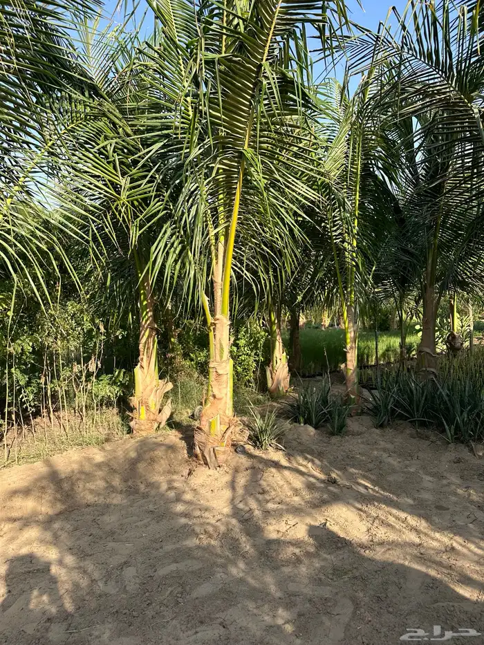 نارجيل كوكونت نخيل نارجيل جوز الهند نخيل Coconut palm 2