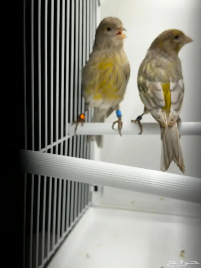 للبيع كناري جوز جاسب اسود الذكر تغريد 1