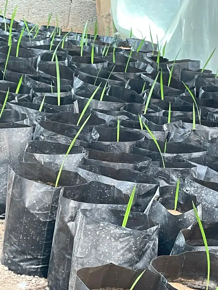 شتلات واشنطنونيا 3 ريال و12 ريال 0